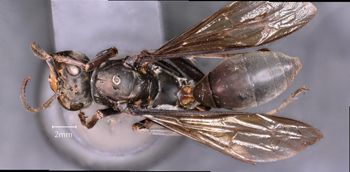 Media type: image;   Entomology 33133 Aspect: habitus dorsal view